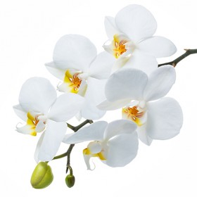 Стол обеденный Танго белый/Орхидея в Алейске - alejsk.katalogmebeli.com | фото 3
